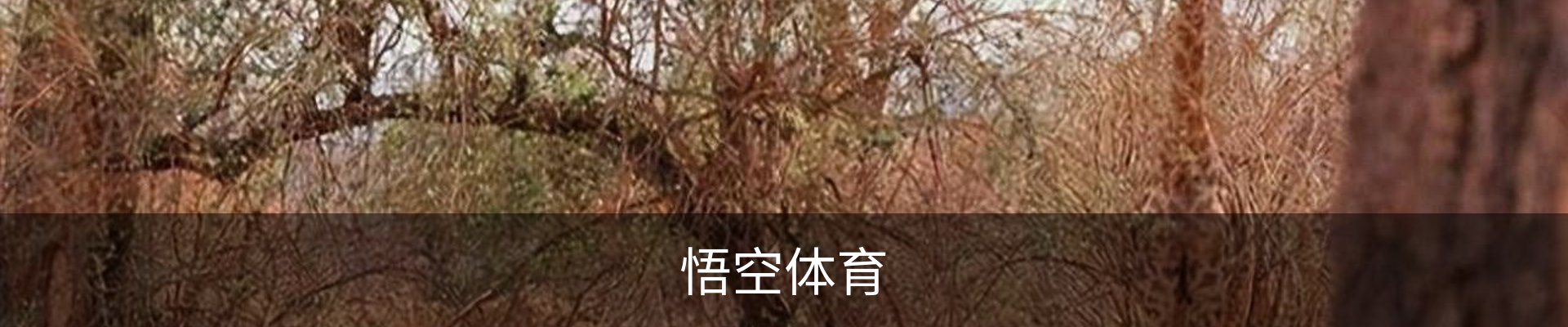 悟空体育